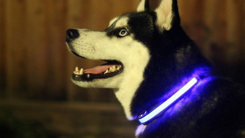 👉 LED Dog Collar – Night Safety Light | Rechargeable 🐶