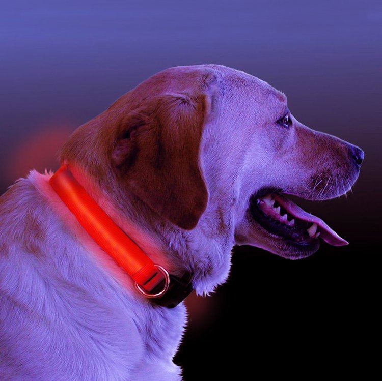 👉 LED Dog Collar – Night Safety Light | Rechargeable 🐶